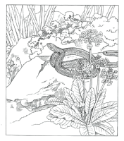 A coloring page of nature in the backyard